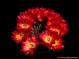 Sulcorebutia tiraquensis v. australis WR729 2113 (2)